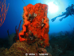 Elephant Ear Sponges with Lionfish & Diver at Corsega Wal... by Victor J. Lasanta 